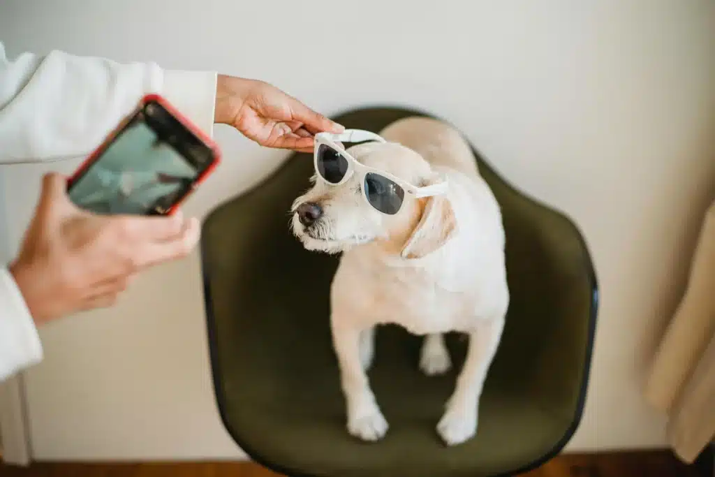 Best Animal Hashtags For Instagram Reels or Posts